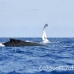 whale_humpback_h_00482_dom2530.jpg